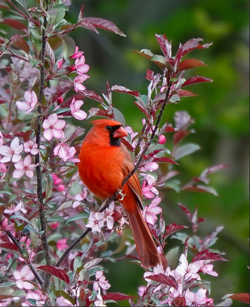 Cardinal in Bloom